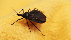 The bite of kissing bugs can trigger allergic reactions in humans and also transmit disease to people and their pets. The U.S. is home to 11 species of kissing bugs across 28 states. (Photo: Bob Demers/UANews) The bite of kissing bugs can trigger allergic reactions in humans and also transmit disease to people and their pets. The U.S. is home to 11 species of kissing bugs across 28 states. (Photo: Bob Demers/UANews)